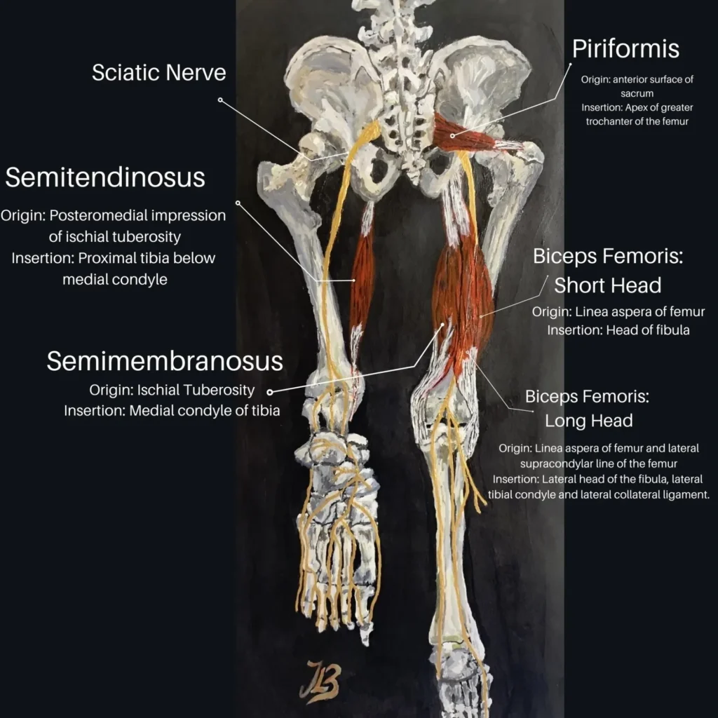 Anatomical illustration of the hamstring muscles and sciatic nerve, labelled with their origins and insertions